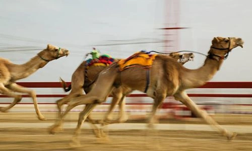 camel race